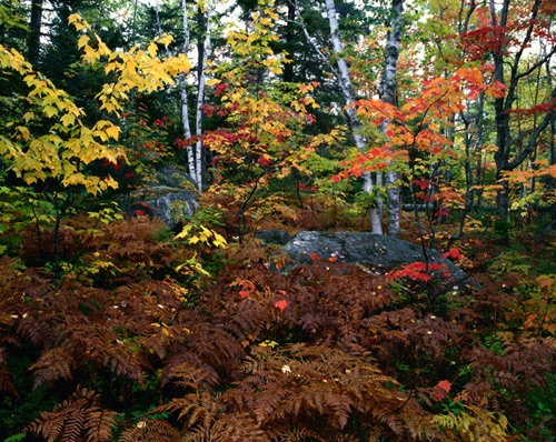 Foliage 2, Baxter State Park, ME (MF).jpg